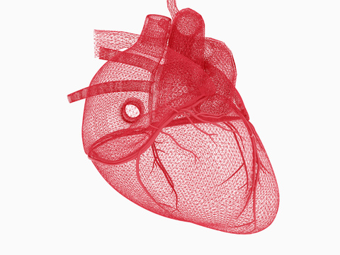 organ heart