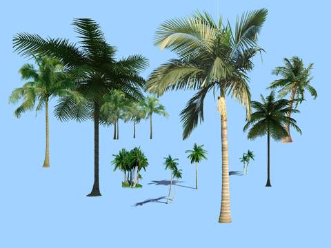 modern coconut tree trees landscape tree psd