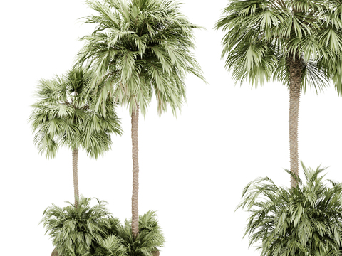 Modern Palm Tree Plants