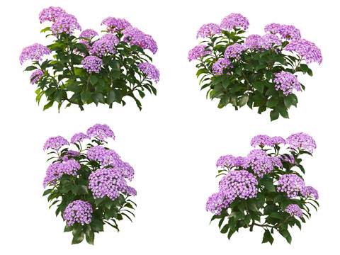 pink purple hydrangea psd