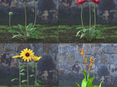 wild chrysanthemum wild flowers and plants