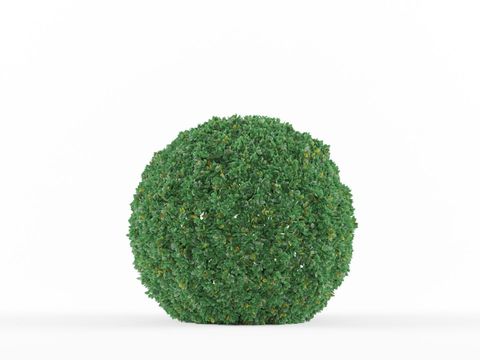 Modern Green Plant Shrub Free