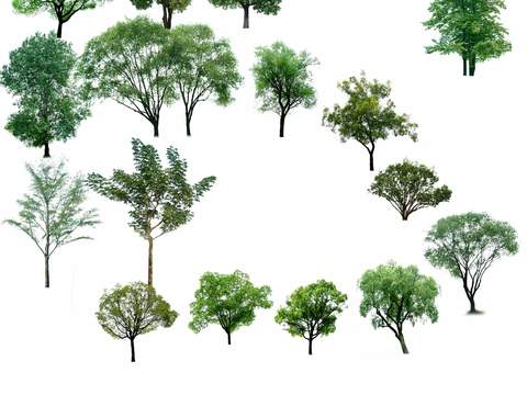 modern landscape tree big tree psd