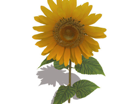 Modern Sunflower Free