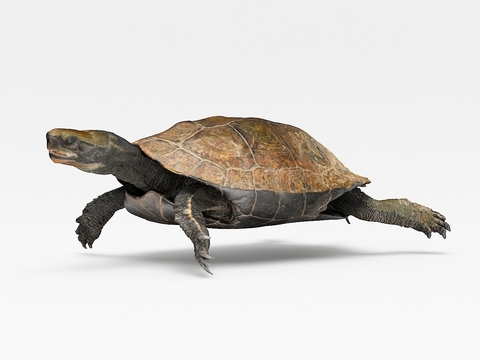 Modern Turtle