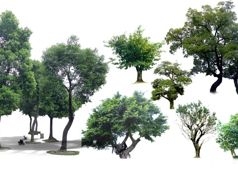 modern big tree tree landscape tree psd