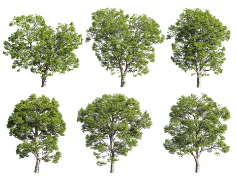 Modern Fruit Oak Tree Landscape Tree