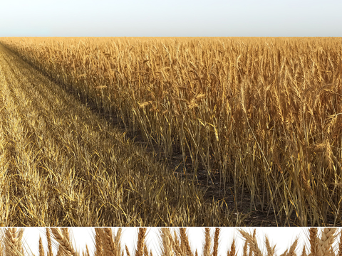 crops wheat wheat field crops