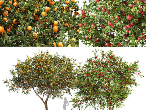 Modern Fruit Trees