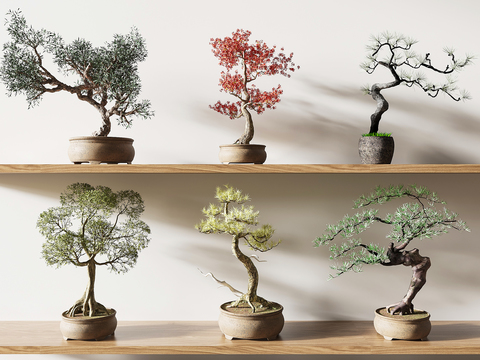 Pohan pine potted cypress pine bonsai