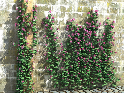 Modern climbing vine plant flower