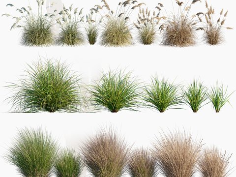 Modern snowflake grass pampas