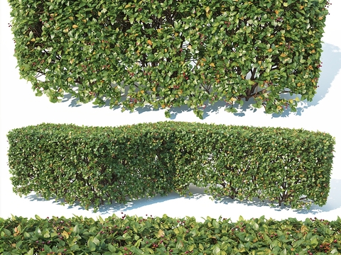 Modern hedge shrub