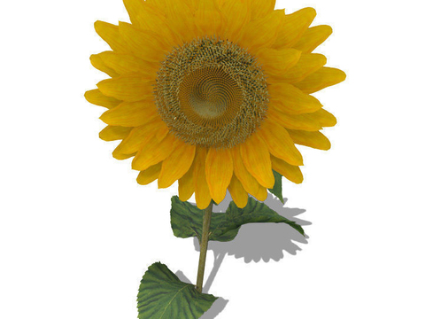 Modern Sunflower Free