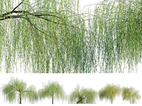 weeping willow willow landscape tree