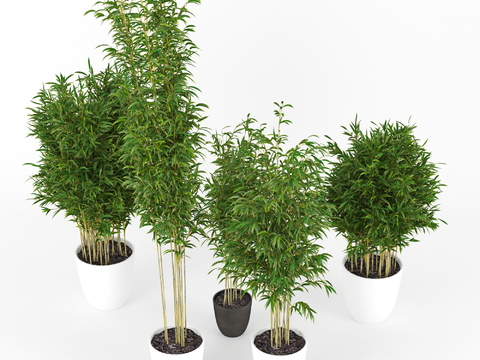 Modern Bamboo Green Plant Potted Plant