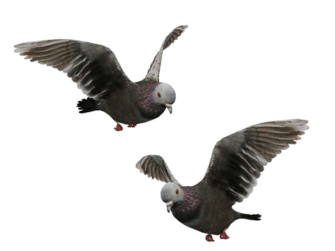 Modern pigeons