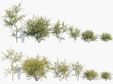 Landscape Trees Shrubs