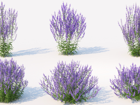 Modern Lavender Flowers Plants