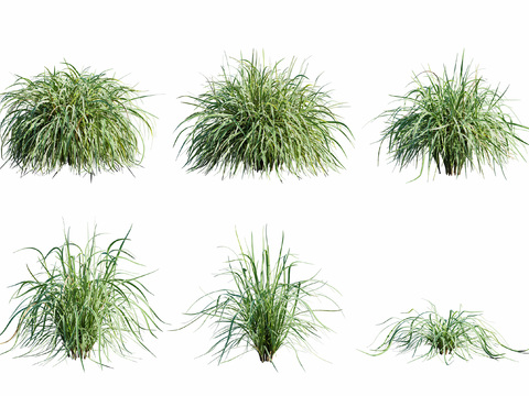 Modern variegated mango grass