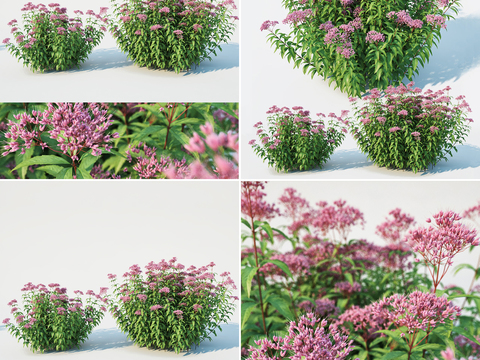 Modern aster shrub flowers