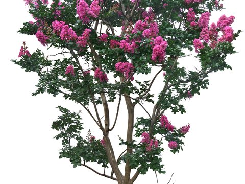 Lagerstroemia tree street tree psd