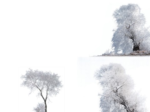 snow tree big tree psd