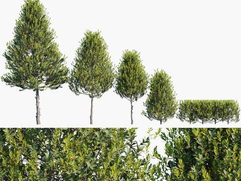 modern landscape tree shrub