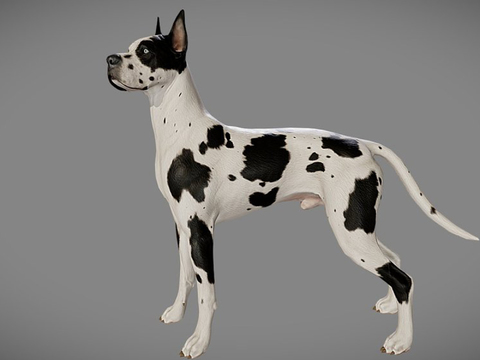 Modern Pet Dalmatians Free