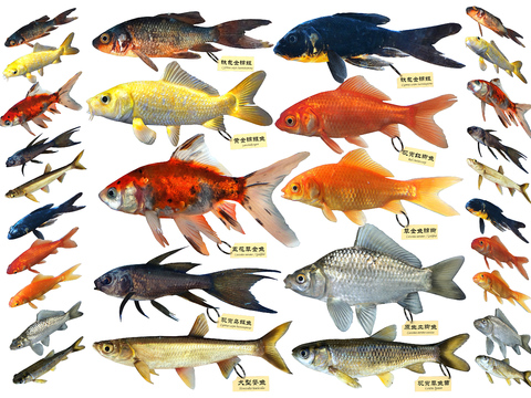 Modern grass carp, koi, crucian carp