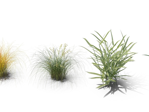 reed grass hay rice grass psd