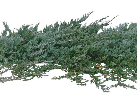 juniper shrub green plant psd