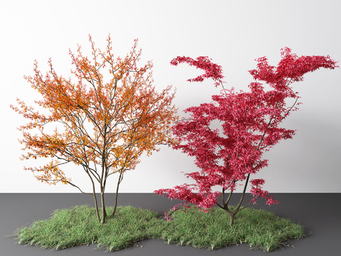 Modern Grassland Landscape Tree Red Maple