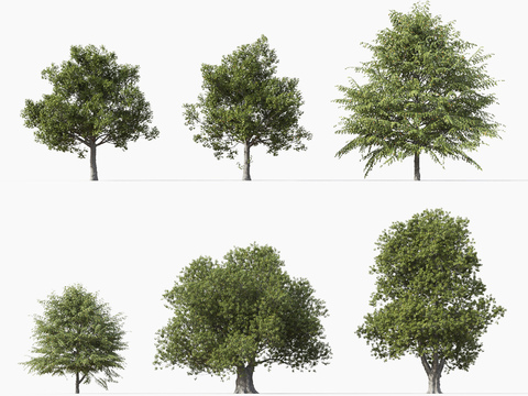 Modern large-leaf linden landscape tree