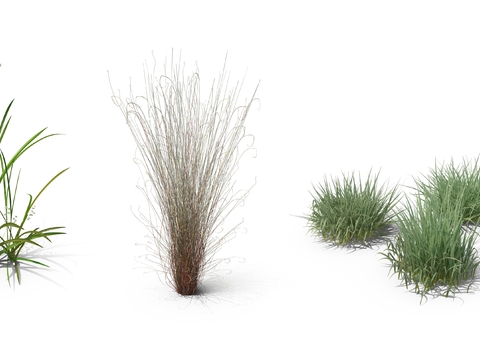 reed grass hay weeds grass bushes psd