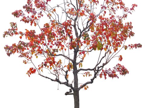 red leaf trees psd