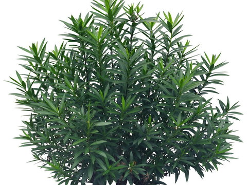 oleander shrub green plant psd