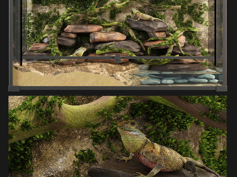 Modern amphibious tank aquarium lizard