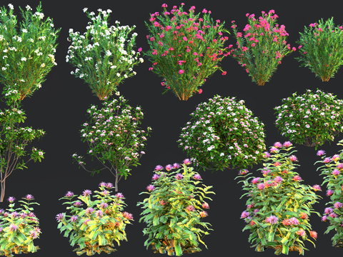 Shrubs Flowers Shrubs Flowers