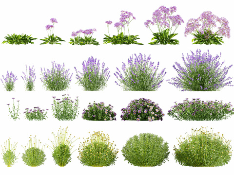 Modern flowers and plants Lavender