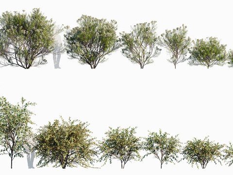 Landscape Trees Shrubs