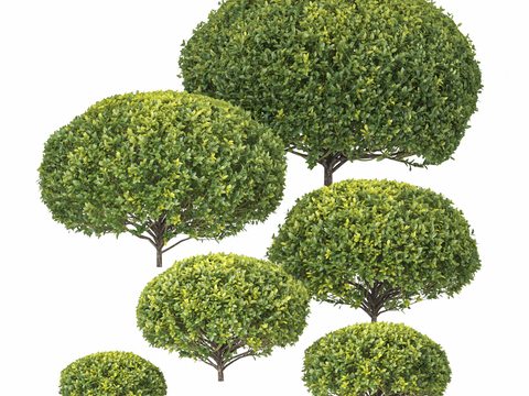 Modern Landscape Shrub