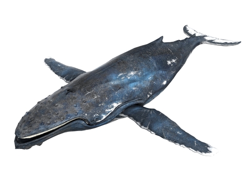 modern animal whale