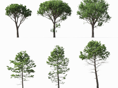 Modern Landscape Trees Coast Pine