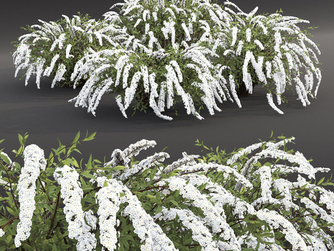 Pearl Spiraea Green Plant Flowers and Grass