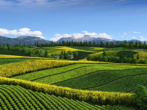 Modern Mountain Tea Garden Farmland Landscape