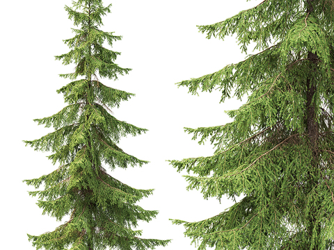 Modern Spruce Landscape Tree