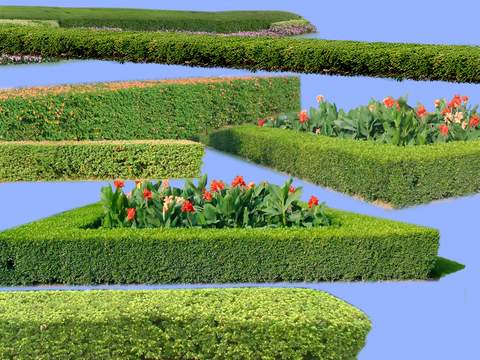 modern bushes flowers green plant psd