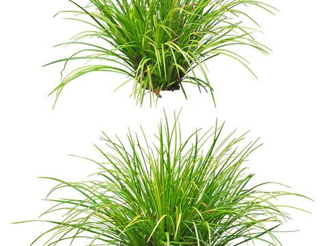 sedge green plant psd