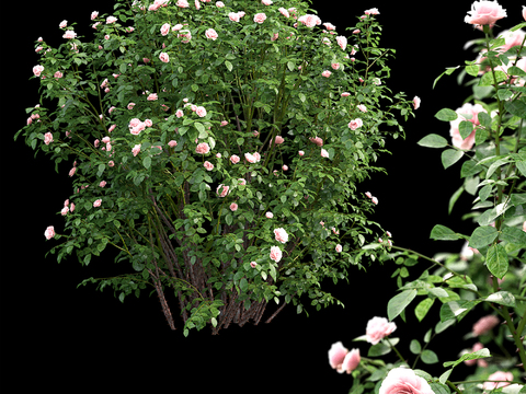 Modern Rose Shrub Plant